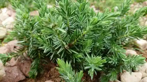 寿量山　速成寺の自然