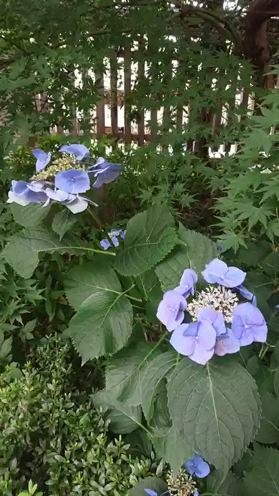 阿佐ヶ谷神明宮の自然