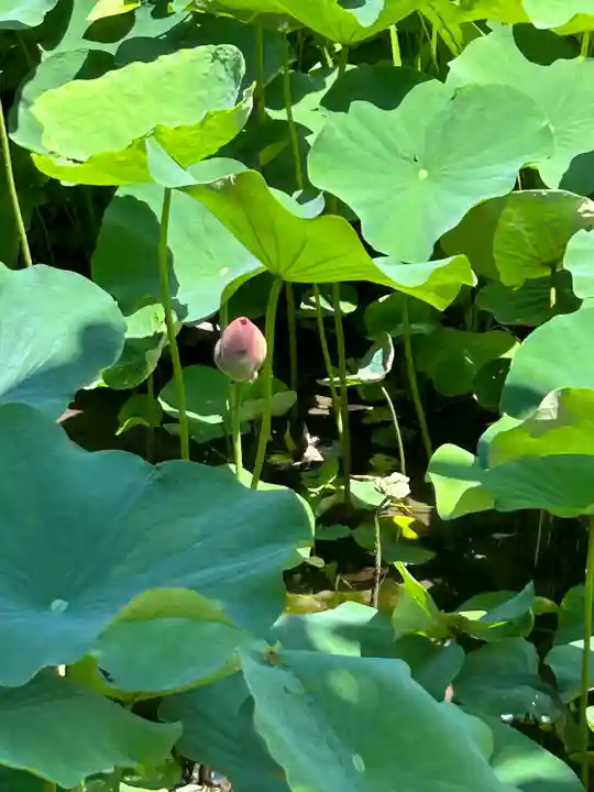 西新井大師総持寺(東京都)