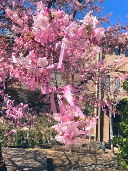 桜神宮(東京都)