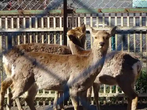 相州春日神社の動物