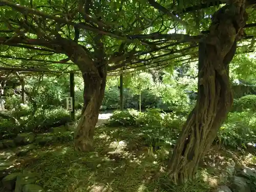 子安地蔵寺の自然