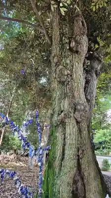 星宮神社(栃木県)