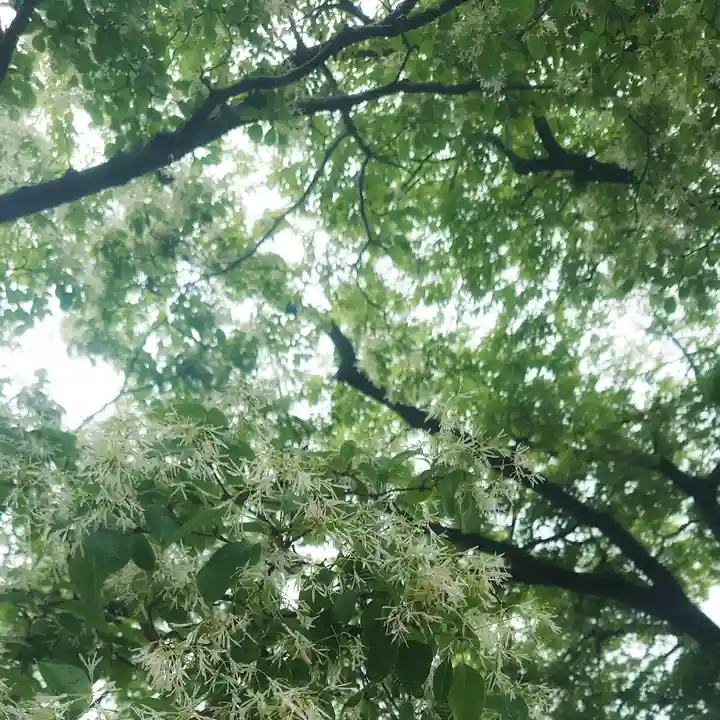 尾張大國霊神社(国府宮)の自然