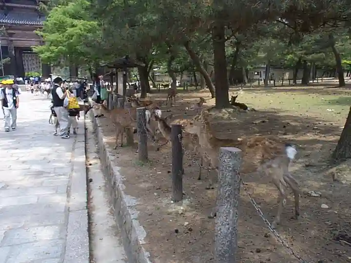 東大寺の動物