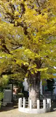 高木神社の自然