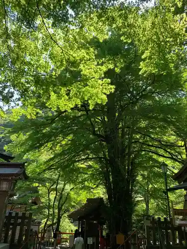 貴船神社の自然