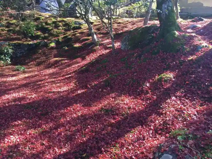 霊鑑寺門跡の自然