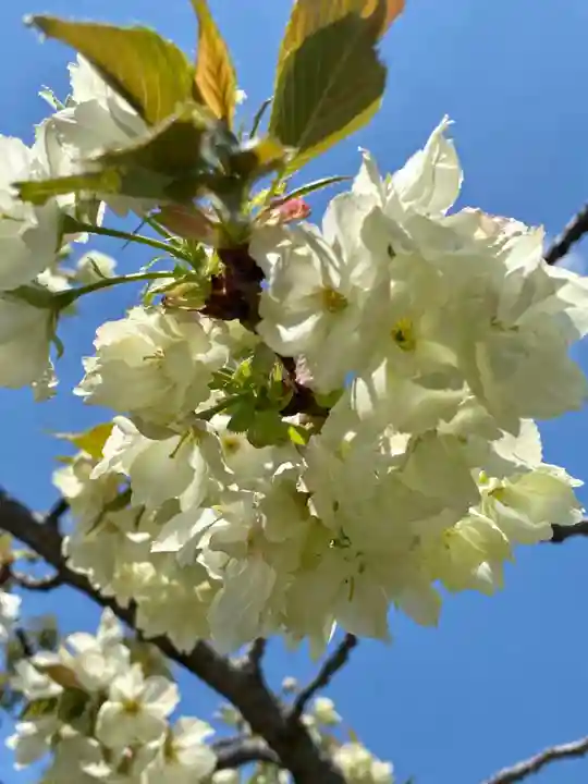 六孫王神社(京都府)