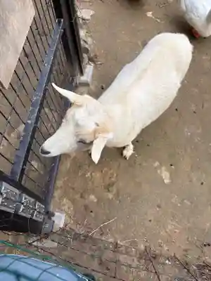 楽法寺（雨引観音）(茨城県)