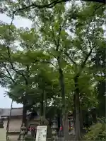 丸子山王日枝神社(神奈川県)