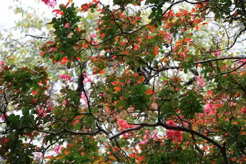 田村神社の自然