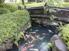 浅草寺の動物