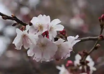妙蓮寺(京都府)