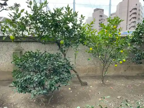 常行寺（常行三昧寺）(東京都)