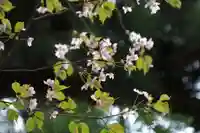 磐椅神社の自然