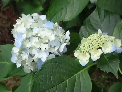 高幡不動尊　金剛寺(東京都)