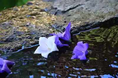 鹿島大神宮の手水舎
