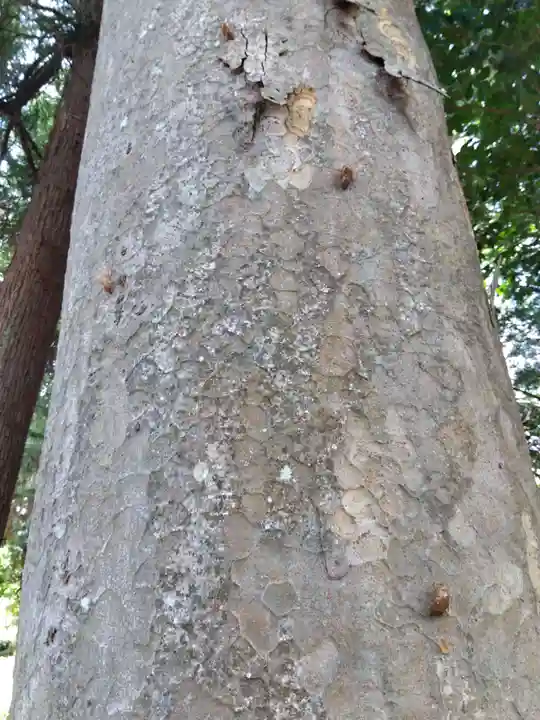 白山神社(福井県)
