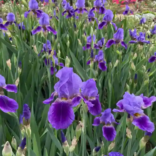 箭弓稲荷神社の{uncategorized: "未分類", other: "その他", undefined: "問題あり", building: "その他建物", grave: "お墓", sacred_gate: "鳥居", guardian: "狛犬", statue: "像", buddha: "仏像", history: "歴史", nature: "自然", garden: "庭園", animal: "動物", pagoda: "塔", temizu: "手水舎", mountain_gate: "山門・神門", sanctuary: "本殿・本堂", subordinate: "末社・摂社", art: "芸術", scenery: "景色", jizo: "地蔵", ema: "絵馬", goshuin: "御朱印", omikuji: "おみくじ", items: "授与品その他", amulet: "お守り", goshuincho: "御朱印帳", eats: "食事", festival: "お祭り", votive_dance: "神楽", shichigosan: "七五三参", wedding: "結婚式", experience: "体験その他", initially: "初詣", around: "周辺", anti_infection: "感染症対策"}