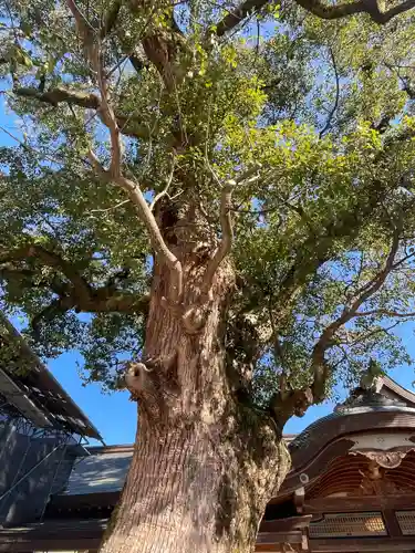 宇佐神宮の自然