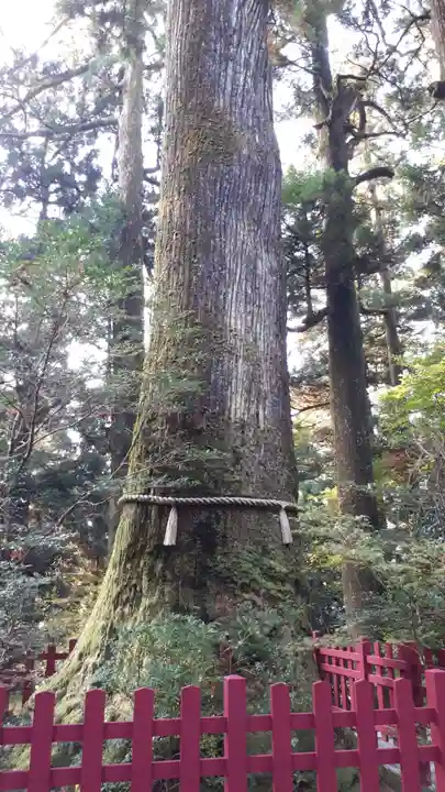 箱根神社の自然