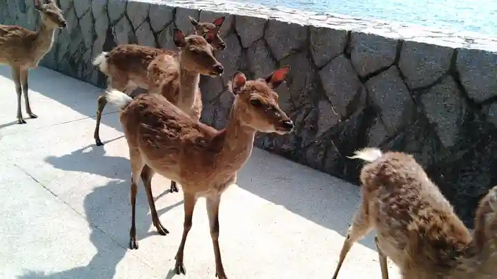 厳島神社(広島県)