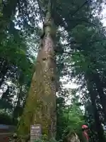 宝慶寺(福井県)