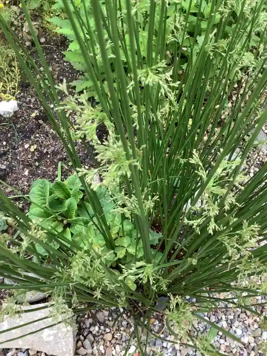 三輪神社の自然