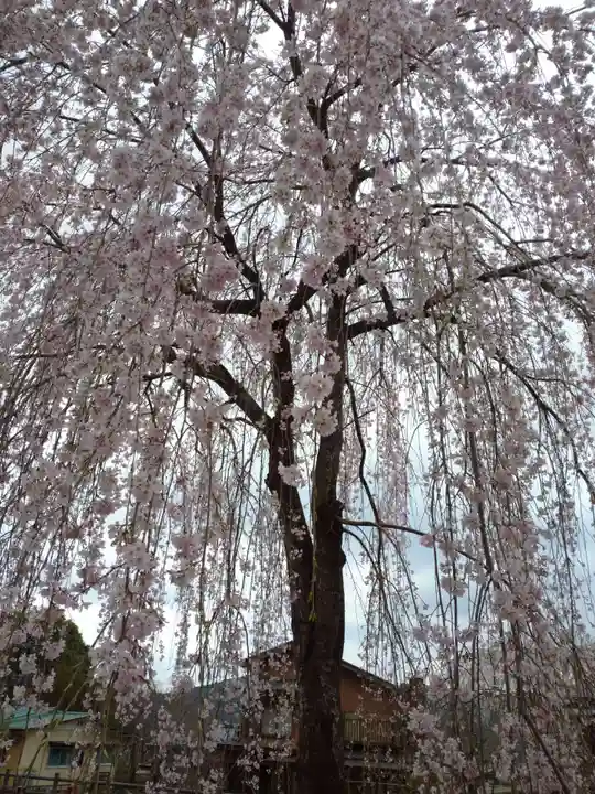 清雲寺(埼玉県)