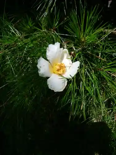 明月院(神奈川県)