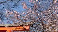 平野神社の自然