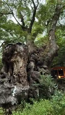 來宮神社(静岡県)