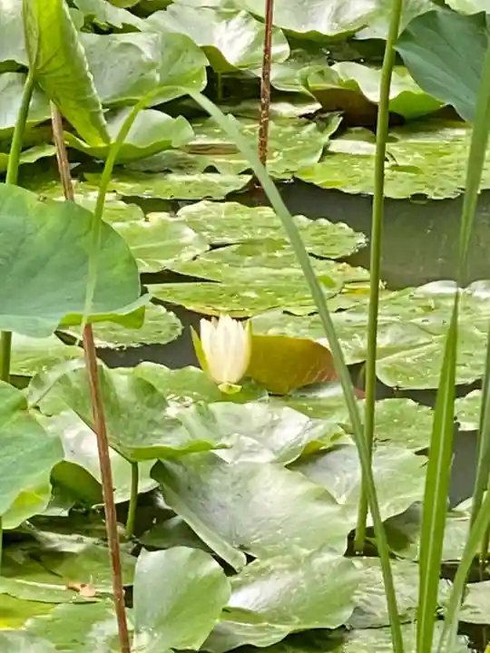法界寺(日野薬師)の自然