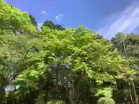 玉野御嶽神社の自然