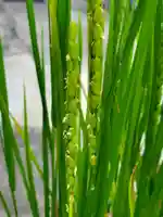 大鏑神社(福島県)