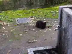 前方八幡神社の動物