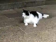 王子神社の動物