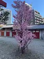 蒲田八幡神社の{uncategorized: "未分類", other: "その他", undefined: "問題あり", building: "その他建物", grave: "お墓", sacred_gate: "鳥居", guardian: "狛犬", statue: "像", buddha: "仏像", history: "歴史", nature: "自然", garden: "庭園", animal: "動物", pagoda: "塔", temizu: "手水舎", mountain_gate: "山門・神門", sanctuary: "本殿・本堂", subordinate: "末社・摂社", art: "芸術", scenery: "景色", jizo: "地蔵", ema: "絵馬", goshuin: "御朱印", omikuji: "おみくじ", items: "授与品その他", amulet: "お守り", goshuincho: "御朱印帳", eats: "食事", festival: "お祭り", votive_dance: "神楽", shichigosan: "七五三参", wedding: "結婚式", experience: "体験その他", initially: "初詣", around: "周辺", anti_infection: "感染症対策"}
