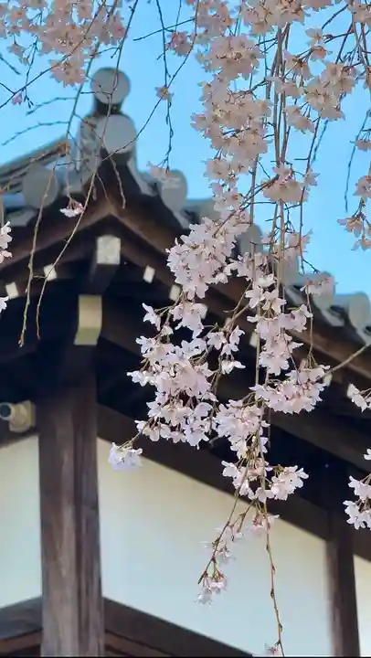 東郷寺(東京都)