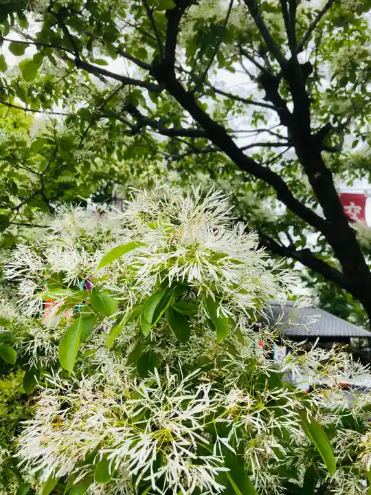 伊奴神社の自然