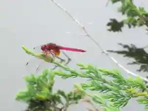 屋久島大社の動物(2023年05月23日(火) 15時33分52秒投稿)