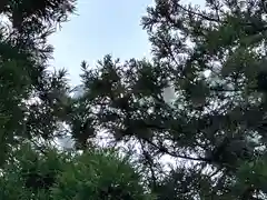 糸井神社(奈良県)