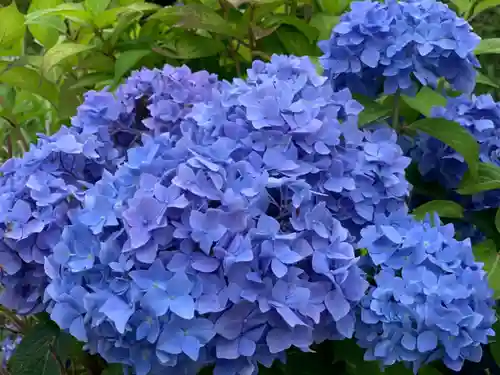 摩訶耶寺の自然