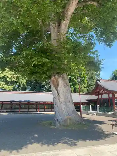 北海道護國神社の自然