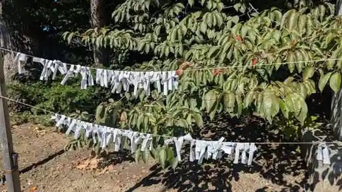 芽室神社のおみくじ