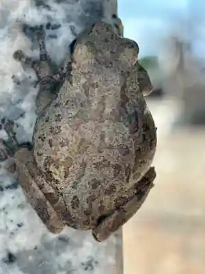 田中神社(滋賀県)