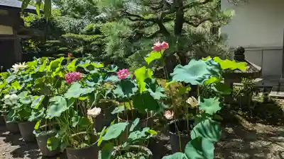 常寂光寺(京都府)