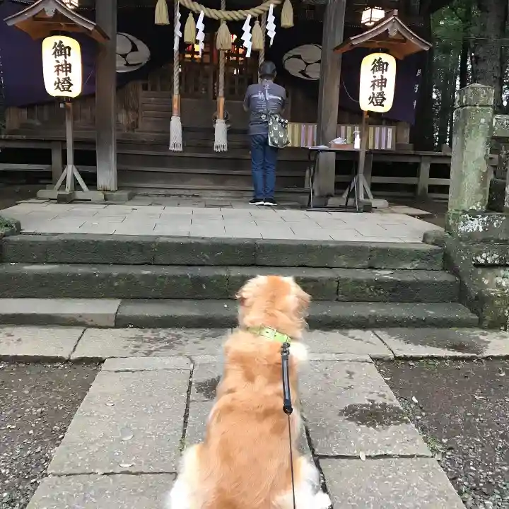 間々田八幡宮の動物