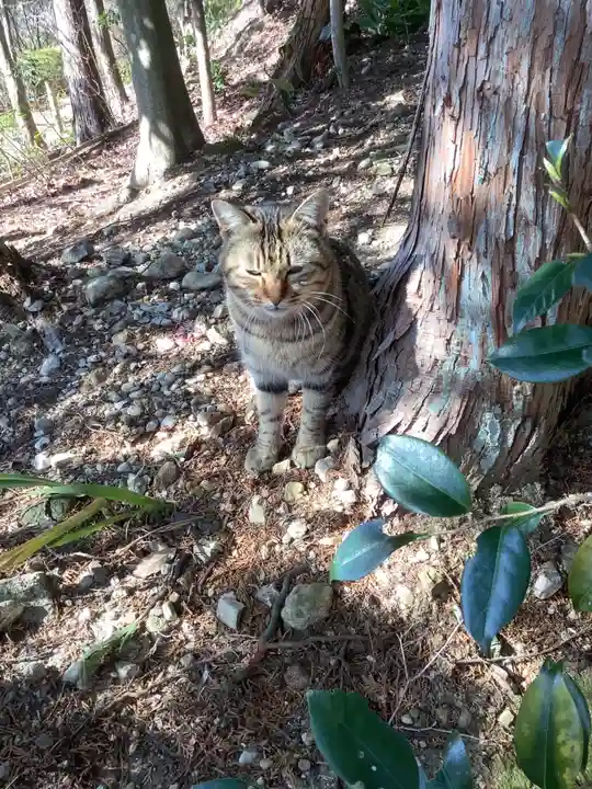 玉野御嶽神社の動物